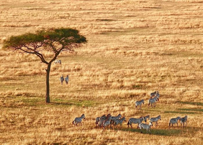 serengeti copy