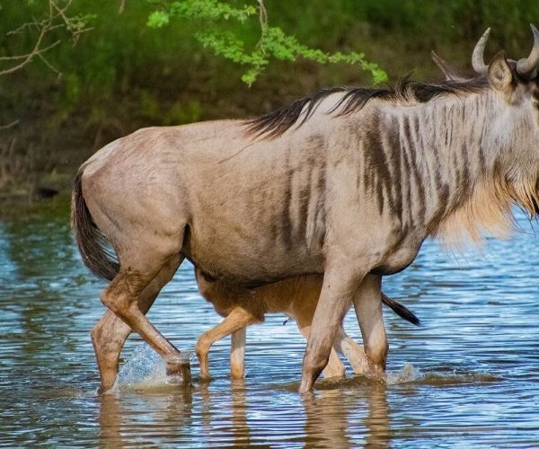 wildebeest in tarangire